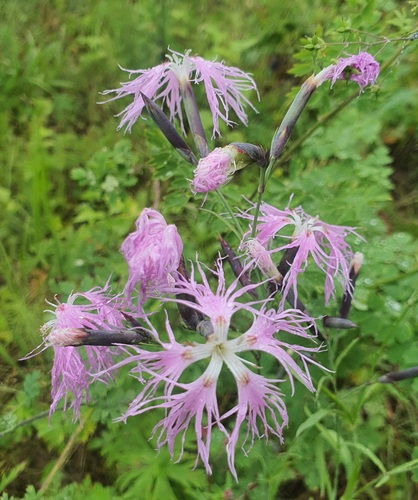 Dianthus superbus, photograph 3