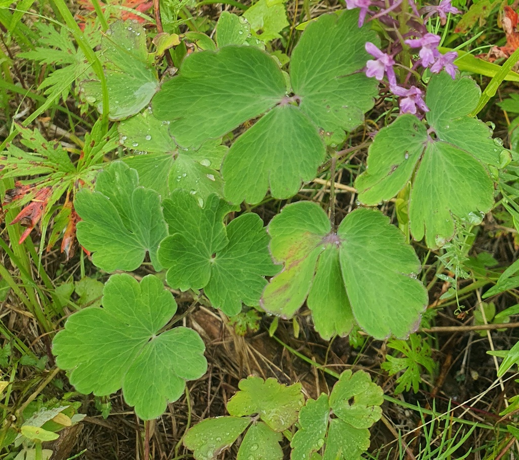 Aquilegia sibirica; photograph (c) Urgamal Magsar, some rights reserved (CC BY)