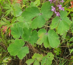 Aquilegia sibirica