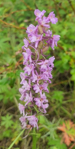 Gymnadenia conopsea, photograph 4