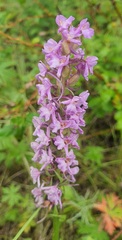 Gymnadenia conopsea, photograph (c) Urgamal Magsar, some rights reserved (CC BY)
