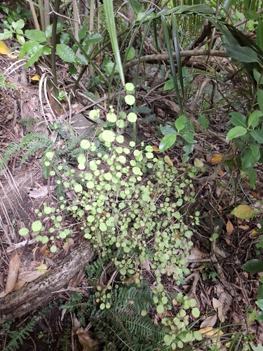 Rhabdothamnus solandri, photograph 4