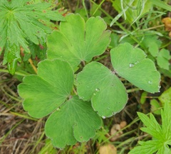 (c) Urgamal Magsar, some rights reserved (CC BY) Aquilegia sibirica, photograph (c) Urgamal Magsar, some rights reserved (CC BY)