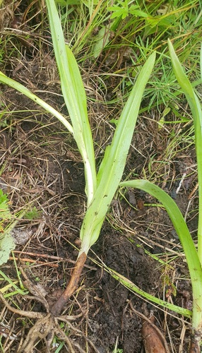 Gymnadenia conopsea, photograph 6