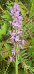 Gymnadenia conopsea, photograph (c) Urgamal Magsar, some rights reserved (CC BY)