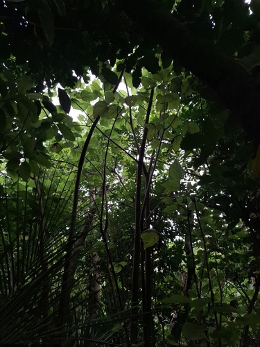 Entelea arborescens, photograph 4