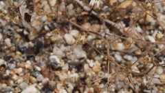 Nemacladus rubescens