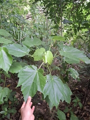 Entelea arborescens, photograph (c) Sean T, some rights reserved (CC BY)