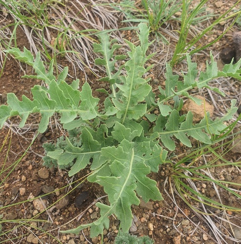 Klasea centauroides, photograph 4