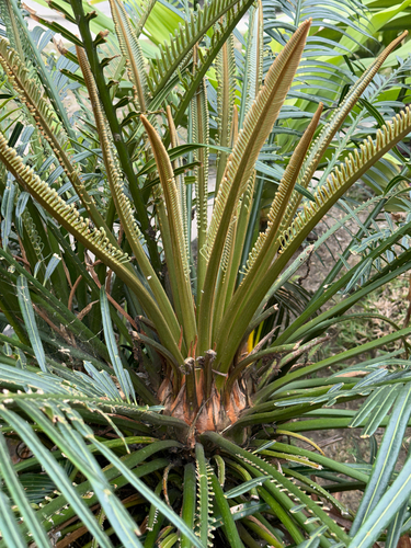 Cycas seemannii observed 2026-09-11
