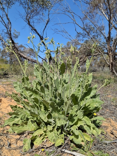 Nicotiana velutina, 2026-09-10