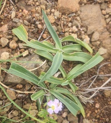 Gentiana decumbens, photograph (c) Urgamal Magsar, some rights reserved (CC BY)