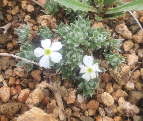 Androsace incana