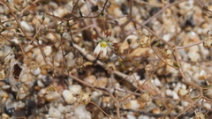 Nemacladus rubescens