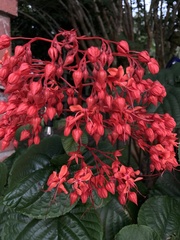 Clerodendrum japonicum