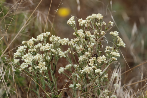 Pseudognaphalium californicum