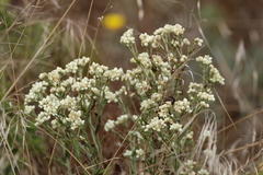 Pseudognaphalium californicum