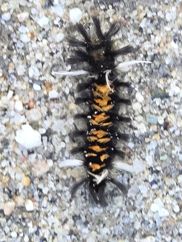 Milkweed Tussock Moth