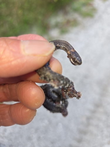 Red-bellied Snake