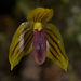 Bulbophyllum pandurella - Photo (c) Gary Yong Gee, some rights reserved (CC BY-NC), uploaded by Gary Yong Gee