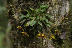 Bulbophyllum pandurella image