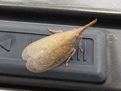 Rentinus dilatatus
