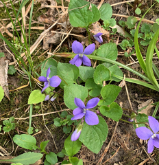 Viola sororia