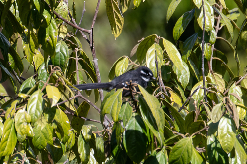 Rhipidura albolimbata, 2026-07-15