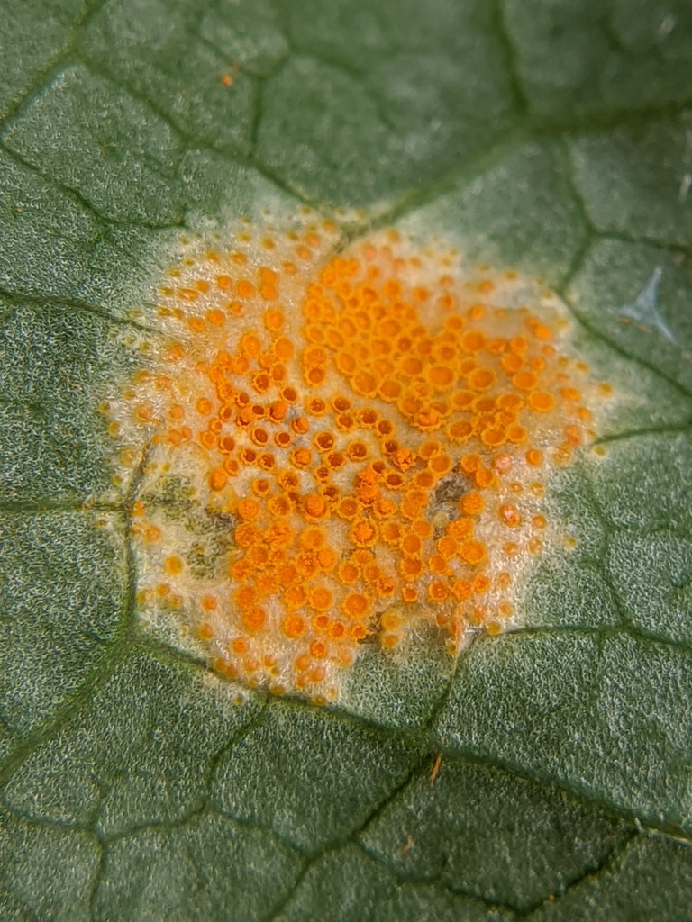 Mayapple Rust (Spring Fungi of the Greater Washington DC Area