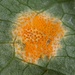 Mayapple Rust - Photo no rights reserved, uploaded by megachile