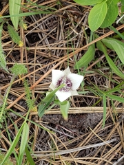 Calochortus elegans