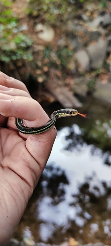 Western Ribbon Snake