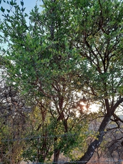 Forestiera phillyreoides