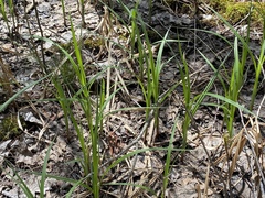 Carex lacustris