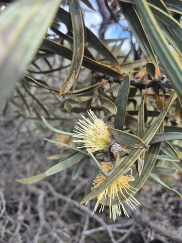 Hakea cinerea observed 2026-09-03