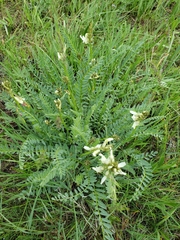 Astragalus reventus