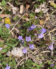 Glechoma hederacea
