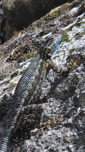 iNaturalist observation photo of Western Fence Lizard