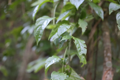Anchietea pyrifolia