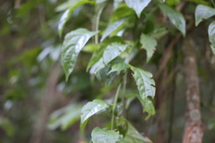 Anchietea pyrifolia
