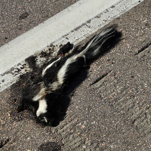 Striped Skunk