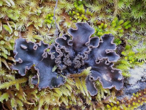 tree pelt lichen