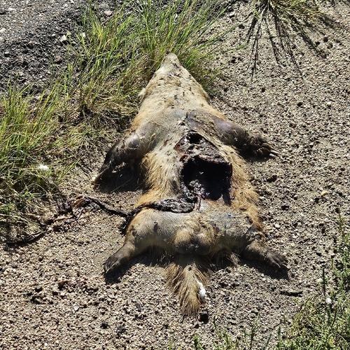 American Badger