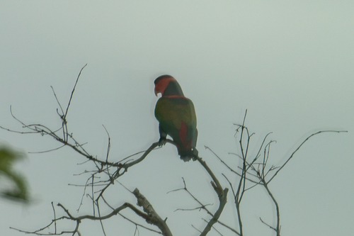 Lorius lory observed 2026-07-17