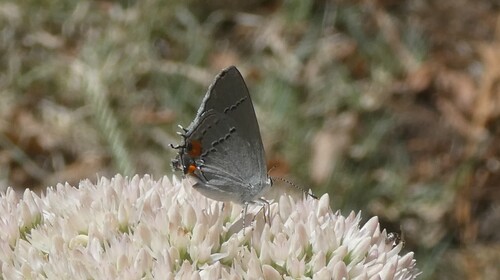 Gray Hairstreak