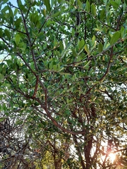 Forestiera phillyreoides