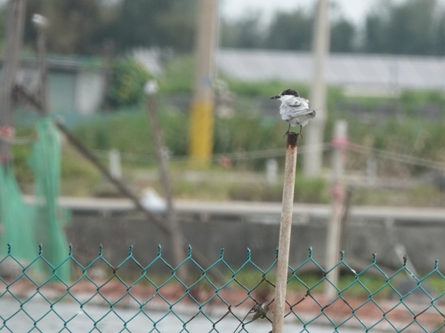 Whiskered Tern