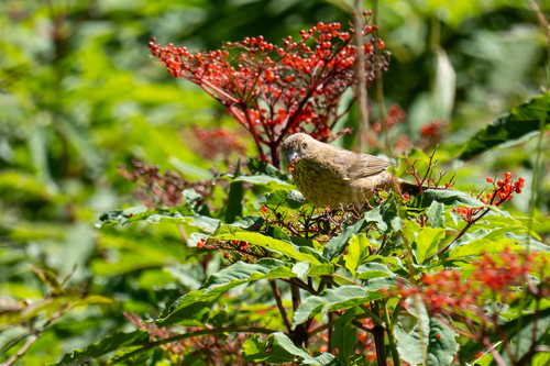 Vinaceous Rosefinch