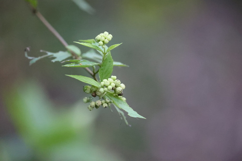 Varronia dichotoma, photograph 1