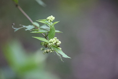 Andrea Gantzer, CC BY, iNaturalist via GBIF Varronia dichotoma, photograph Andrea Gantzer, CC BY, iNaturalist via GBIF